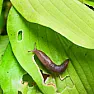 Herbs and snails |  i have the most dreadful snail problem. They are eating my basilgeranium,...