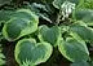 Cathy's Plants | &laquo; previous thread