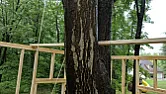 How Would You Roof This Treehouse? (Rafter Layout)  |  My buddy is trying to determine the best way to roof the treehouse he is...