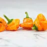 2nd crop of Scotch bonnets ? | next thread &raquo;