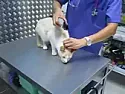 Removing oil from a cat  | http://vps.templar.co.uk/Cartoons%20and%20Politics/cat_carrier.jpg 