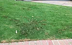 What is making these holes in the front lawn overnight that happen often?  |  Squirrels and birds make more sense since I have seen them here before.  In...