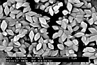 pine mycelium benefits |  "Plants grown in sterile soils and growth media often perform poorly without the...