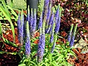multiplying veronica and meadow sage flowers |  Hi everyone,I would like to know how I can multiply the veronica and meadow...