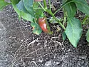 This pepper is busting my chops!  |  ...   depends upon the pepper.  :)   for a green pepper i consider them ripe...