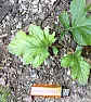 Unidentified Weeds  |  Good evening everyone, I have 2 problems that I hope someone may be be able to...