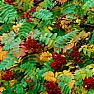 trees,getting rid of |  ... negotiate rather than taking undemocratic, unilateral action?Perhaps plant...