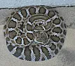 Is this baby snake coiled up outside a gopher snake or a rattler?  |  How about this? http://bit.ly/11bMMxc  & this  http://bit.ly/11bMSVw If you...