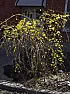Forsythia in Bloom | &laquo; previous thread