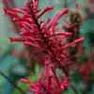 Shade and Butterfly loving plants and flowers |  Hi RoseIt is going to be difficult to attract butterflies into to the shadeof a...