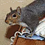 Squirrel-proof your home? |      Funny.  I did have a squirrel come down a vent pipe.  My daughter (who now...