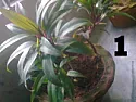 Urgent Help Needed Identification Of Unknown Plants  |  Hello 'gb' . Can U Please Help Me Out In Identifying Some...