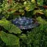 hardy begonia ???????????????????? | &laquo; previous thread