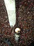Poison Ivy Removal - Total, Complete ?  |  50% roundup...... 50% poision ivy killer sprayed from a small spray bottle...