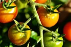 Habaneros?  |  I've been looking and haven't found any at all.  When I planted these...