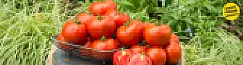 Reputable seed companies |  I used to order from Gurney's but I now have too many seed companiesthat I...