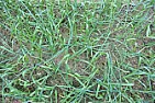 Does your garlic fall over in the spring?  |  about 3" deep purple glazer, I think Started out barren alkaline.  Now is is a...