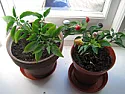 Chilli Pepper Pots |  These two chilli plants were grown at the same time from seed, one in aplastic...