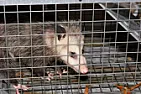 Bagged a possum... |  Well, opossum actually since this is the US. These Havahart traps workbut I wish...