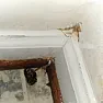 Worm like thing growing from my wall | &laquo; previous thread