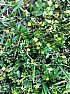 whats in my lawn  |  hi all,I was hoping a gardening expert could identify the clover (?) that...