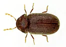 all the sudden, I see many insect | &laquo; previous thread