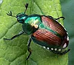 Japanese beetles seem to have a color preference  | next thread &raquo;