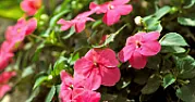 Busy lizzie..House Plant  |  Hi, I have just joined and was wanting to know if anyone has a Busylizzie house...