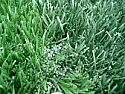 grass | next thread &raquo;