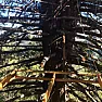 Update on the treehouse bridge in the redwoods of the Santa Cruz mountains  | &laquo; previous thread