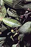 "and salt" ???  |  Hi All, http://www.coldstreamfarm.net/chokeberry-aronia-melanocarpa.html says...