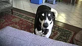 Dogs need pets too  | next thread &raquo;