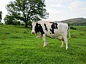 Skimmed Milk  |  Quite. It's also something we have had to adapt to because it's not...