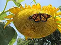 Sunflower question  |  Hi All, I had a sunflower grow wild in my garden this year. I have watched...