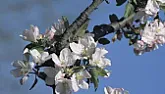 where are the honey bees?  |  Insecticide killing honey bees? DDN Correspondent Posted on 10 May, 2014 at...