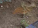 What is this dark orange power dust/dirt found under piles of leaves and needles?  | &laquo; previous thread