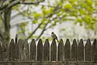 what's the difference betweeen setting posts with concrete versus tamped gravel? | &laquo; previous thread