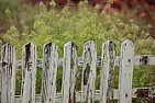My tree has pushed my fence out of alignment so that my gate won’t close! | next thread &raquo;