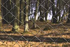 Concrete posts and fixings for trellis | next thread &raquo;