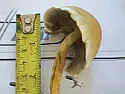 mushroom identification  |  Hi i have these mushrooms growing in the centre of my lawn could someoneplease...