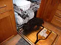 Maytag Portable Dishwasher Leaking Puddle Underneath | next thread &raquo;