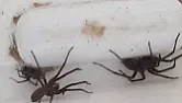 Spiders  |  What is wrong with spiders, I've never quite understood why folk are ...