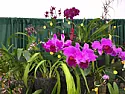 Santa Barbara International Orchid Show: March 16, 17 and 18  |  http://www.sborchidshow.com/One of the world's most prestigious orchid shows...
