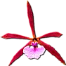 Second flower spike - is this a problem?  |  My opinion is that if a plant has the energy to put out flower spikes, let it. ...