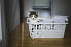 Getting rid of cat urine smell.... |  |The house we've moved into and are renovating used to have a|self-contained...