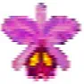 orchidspecies.com (IOSPE)  | &laquo; previous thread