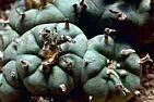 Growing Cactai in my flat  |  I've no idea about the legality of Peyote, I live in the UK, so no ideahere...