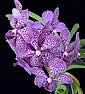 V. Gordon Dillon x V. tricolor photo link  |  Let's see if this works. I'm trying to linkk just to the one photo. ...