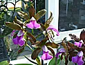 C. Muriel Loo x C. bicolor photo link  |  The plant: http://www.flickr.com/photos/28721677@N06/2741699127/ The flower...