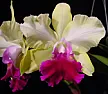 Blc Pokai Queen x Pot Treasures of Bogota  |  As you all know I like to buy seedlings and grow them to see what they'll ...